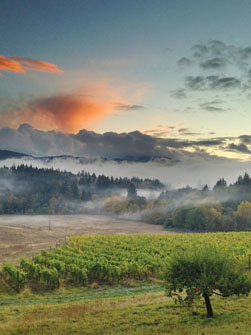 Sunset over Lumos Vineyard and Winery in Oregon